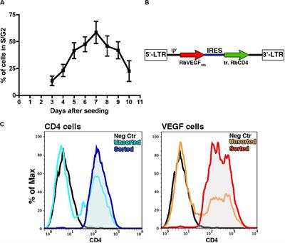 VEGF Over-Expression by Engineered BMSC Accelerates Functional Perfusion, Improving Tissue Density and In-Growth in Clinical-Size Osteogenic Grafts